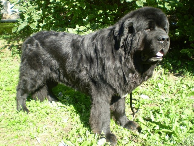 Фото: ньюфаундленд Супер Бизон Армани (Super Bizon Armani)