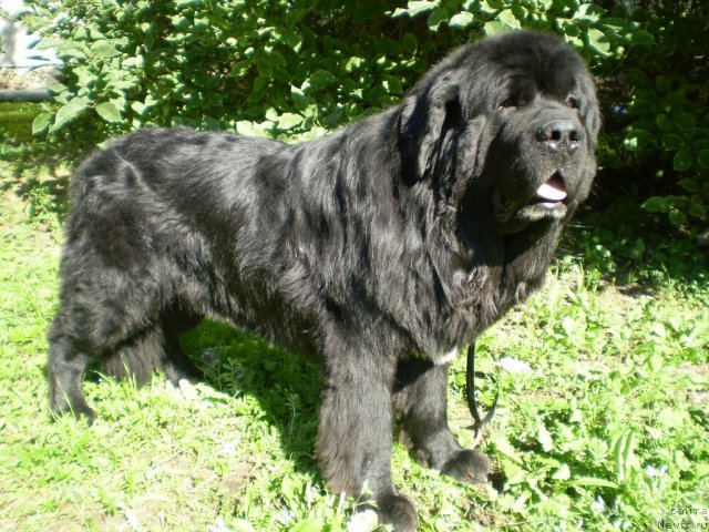 Фото: ньюфаундленд Супер Бизон Армани (Super Bizon Armani)