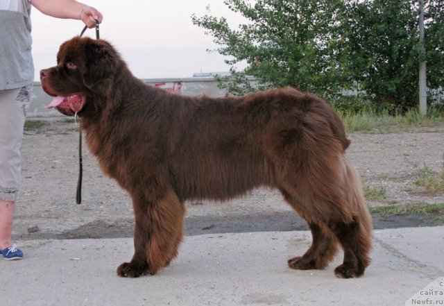 Фото: ньюфаундленд Фактурный Фрукт с Берега Дона (Fakturnyi Frukt s Berega Dona)