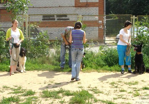 Фото: ньюфаундленд Черный Шарм Венгрия