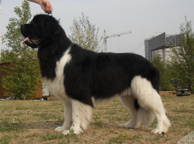 Фото: ньюфаундленд Супер Премиум Зиппи Сенсейшен