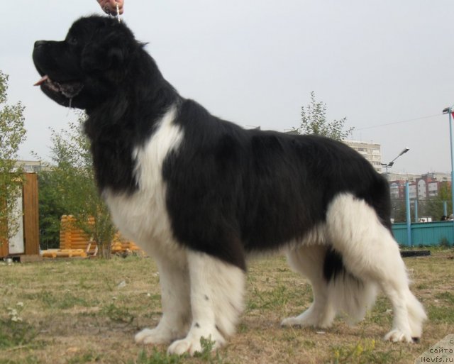 Фото: ньюфаундленд Супер Премиум Зиппи Сенсейшен