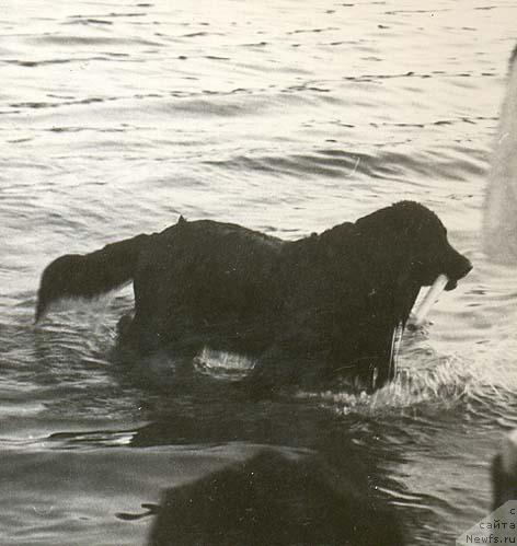 Фото: ньюфаундленд Марфа