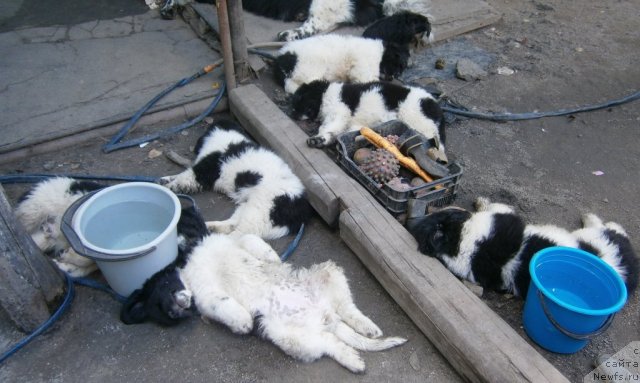 Фото: ньюфаундленд Clyde Winner Of The Ring Aqua Pearl, ньюфаундленд Carolina White-black Diadem Aqua Pearl, ньюфаундленд Cabot King Gratsii Aqua Pearl, ньюфаундленд California Charming Flirt Aqua Pearl, ньюфаундленд Canis Major Constellation Aqua Pearl, ньюфаундленд Crystal Was Born Under Aqua Pearl