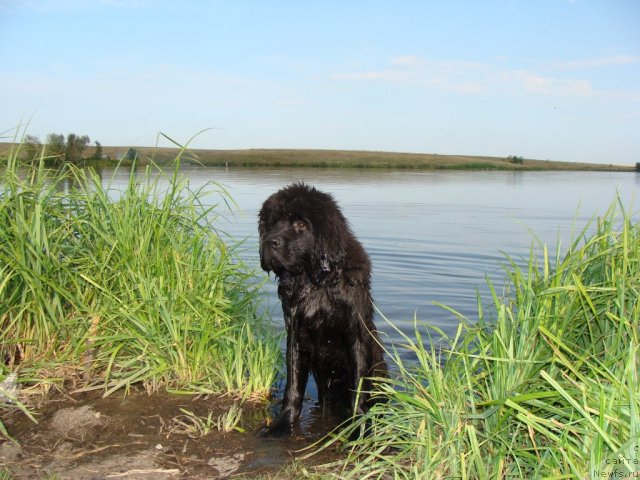 Фото: ньюфаундленд Бегущая по Волнам Центер оф Аттрактион