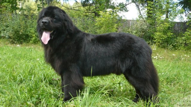 Фото: ньюфаундленд Уильям Наследник Трона