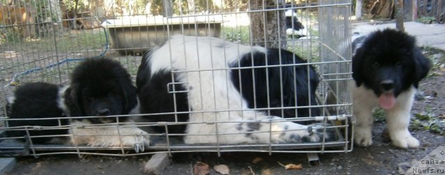 Фото: ньюфаундленд Caballeros Important Person Aqua Pearl, ньюфаундленд Aleze Beautiful Princess Aqua Pearl, ньюфаундленд Carolina White-black Diadem Aqua Pearl