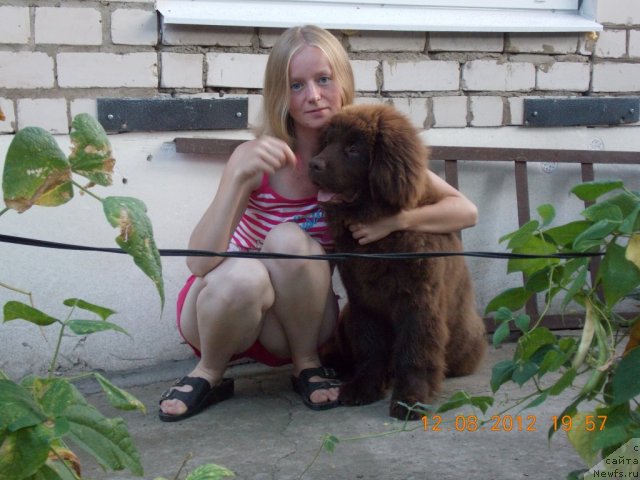 Фото: ньюфаундленд Хохотушка с Берега Дона (Hohotushka s Berega Dona)