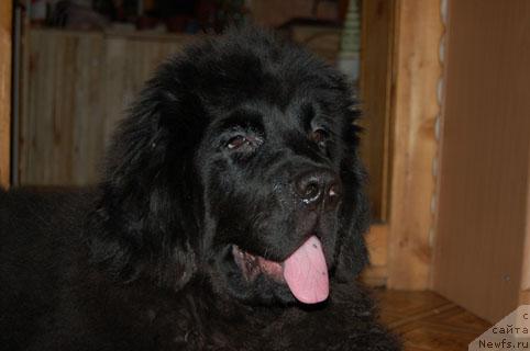 Фото: ньюфаундленд Сент Джонс Орфей