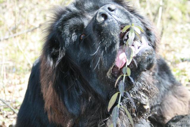 Фото: ньюфаундленд Потап Фидель