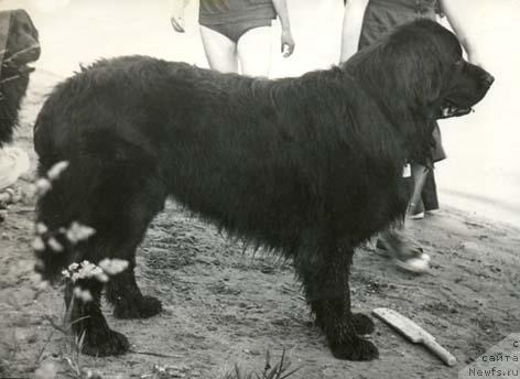 Фото: ньюфаундленд Жак