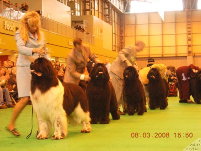Фото: с лево на право AM/CAN CH THREEPONDS PLAY IT AGAIN
 CH SKIPPER'S EMPERIOR KING OF HELLULAND  
 
 CH POWERHOUSE HUGO BOSS FOR KODIAK  
 
Res  IR CH FAIRWEATHER'S KNOCKOUT WITH BROOKLYNBEAR