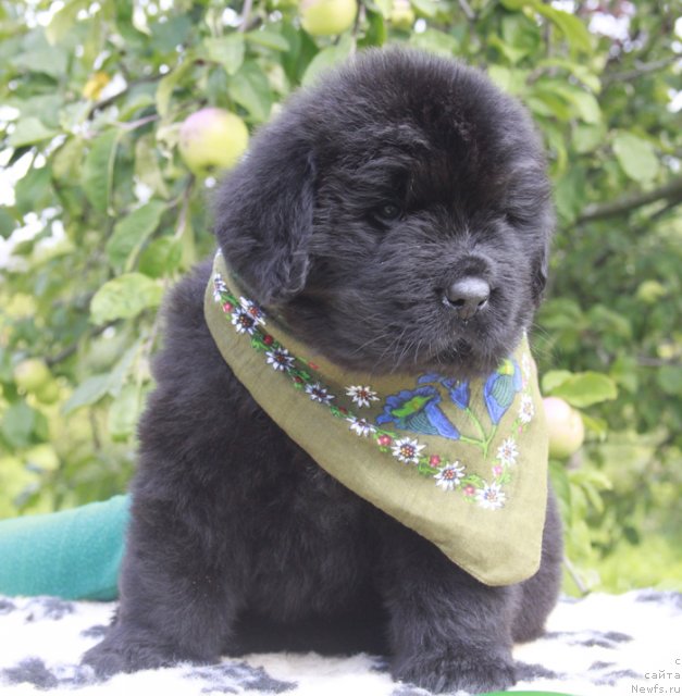 Фото: ньюфаундленд Бегущая по Волнам Харизма (Beguschaya po Volnam Harizma)