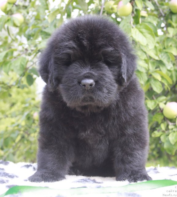 Фото: ньюфаундленд Бегущая по Волнам Харизма (Beguschaya po Volnam Harizma)