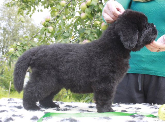 Фото: ньюфаундленд Бегущая по Волнам Харизма (Beguschaya po Volnam Harizma)