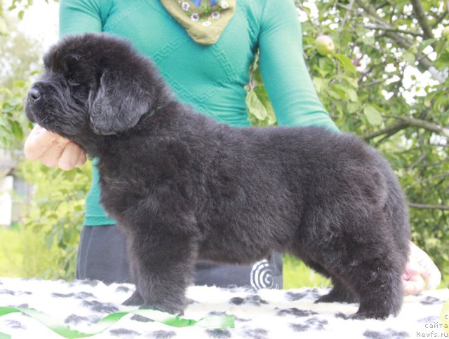 Фото: ньюфаундленд Бегущая по Волнам Харизма (Beguschaya po Volnam Harizma)