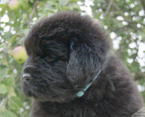 Фото: ньюфаундленд Бегущая по Волнам Харизма (Beguschaya po Volnam Harizma)