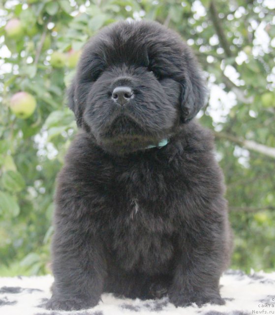 Фотография № 103747