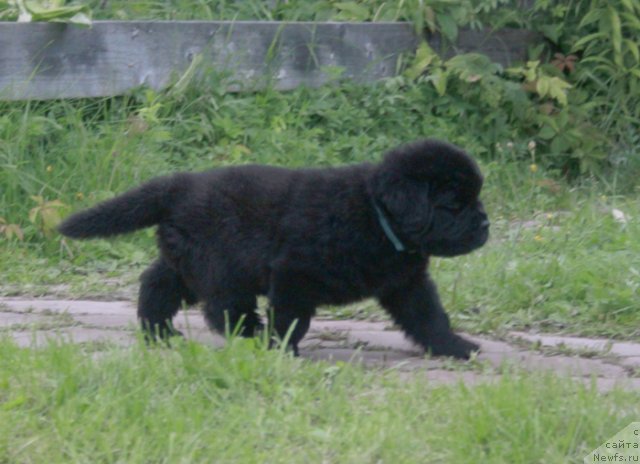 Фото: ньюфаундленд Бегущая по Волнам Харизма (Beguschaya po Volnam Harizma)
