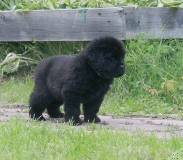 Фото: ньюфаундленд Бегущая по Волнам Харизма (Beguschaya po Volnam Harizma)