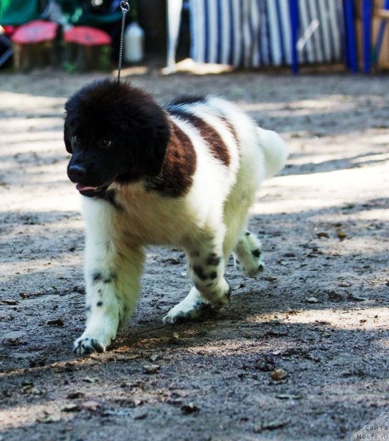 Фотография № 103760