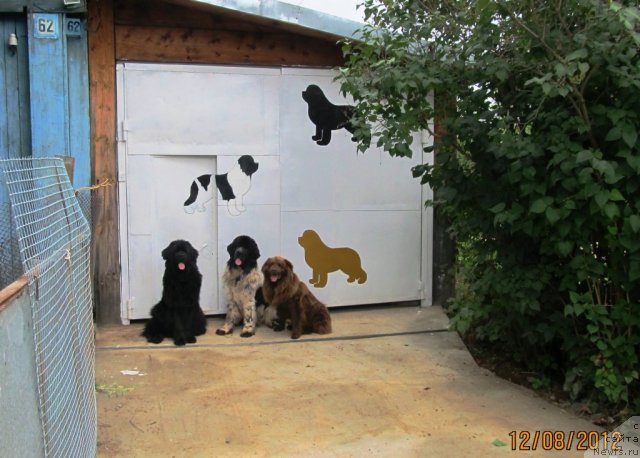 Фото: ньюфаундленд Их Высочество Владлена Маджикс, ньюфаундленд Супер Бизон Екатеринбург (Super Bizon Ekaterinburg), Дан