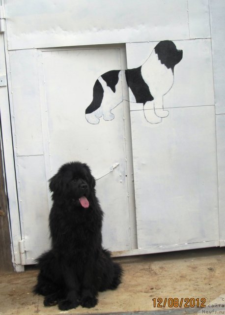 Фото: ньюфаундленд Их Высочество Владлена Маджикс