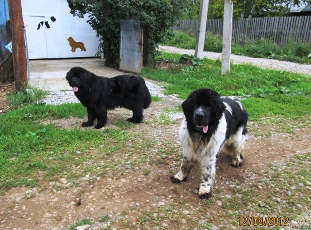 Фото: ньюфаундленд Их Высочество Владлена Маджикс, ньюфаундленд Супер Бизон Екатеринбург (Super Bizon Ekaterinburg)