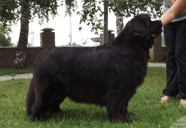 Фото: ньюфаундленд Ривьера от Сибирского Медведя