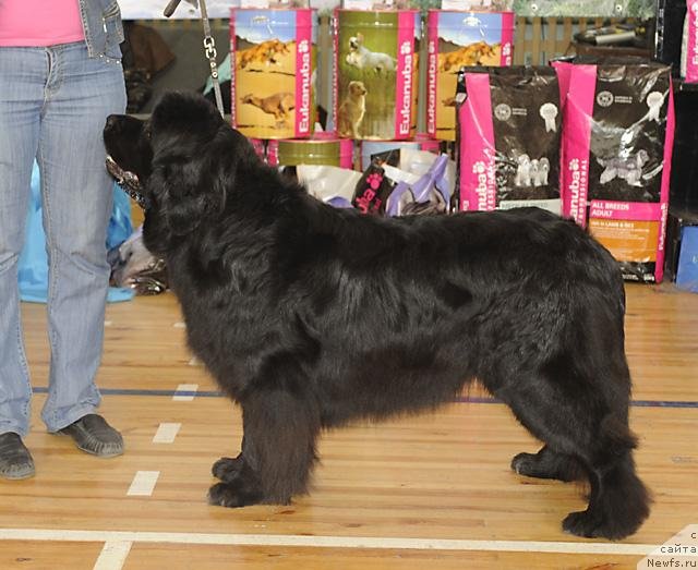 Фото: ньюфаундленд Ривьера от Сибирского Медведя