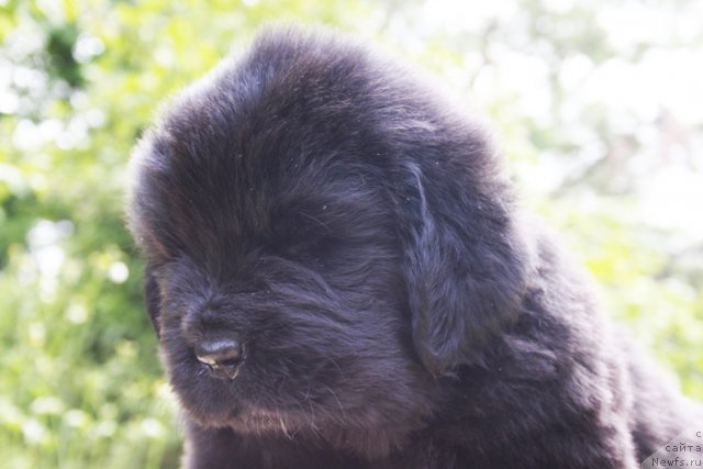 Фото: ньюфаундленд Бегущая по Волнам Харизма (Beguschaya po Volnam Harizma)