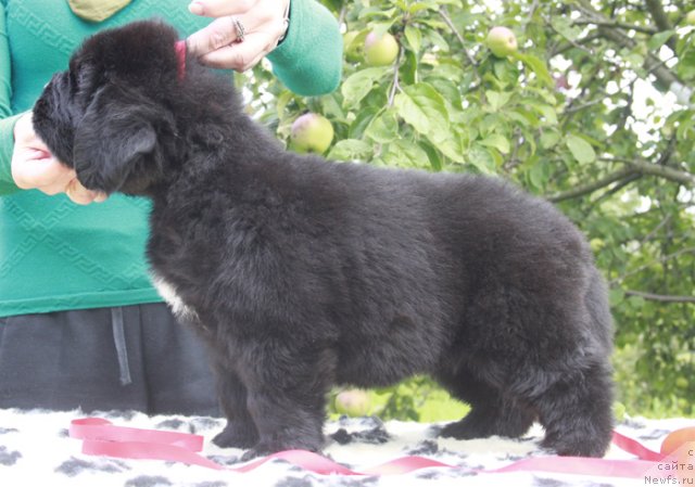 Фото: ньюфаундленд Бегущая по Волнам Харизма (Beguschaya po Volnam Harizma)