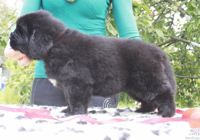 Фото: ньюфаундленд Бегущая по Волнам Харизма (Beguschaya po Volnam Harizma)