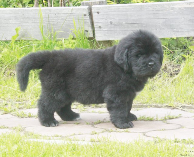 Фото: ньюфаундленд Бегущая по Волнам Харизма (Beguschaya po Volnam Harizma)