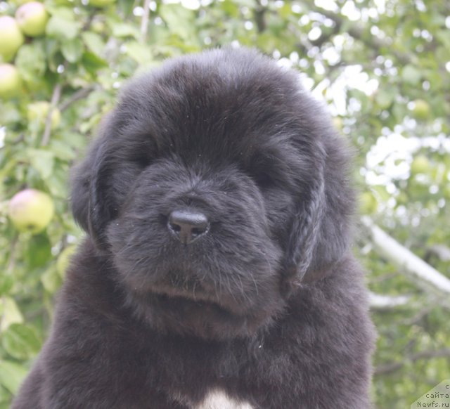 Фото: ньюфаундленд Бегущая по Волнам Харизма (Beguschaya po Volnam Harizma)