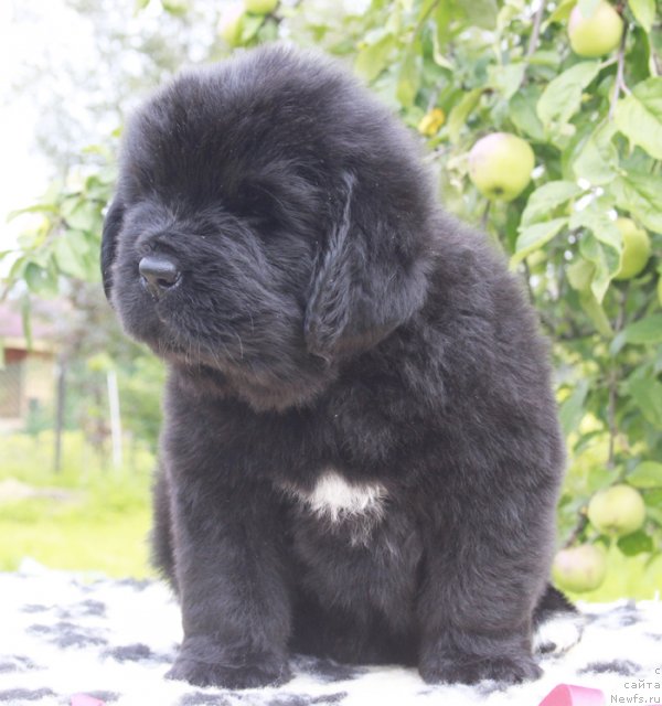 Фото: ньюфаундленд Бегущая по Волнам Харизма (Beguschaya po Volnam Harizma)