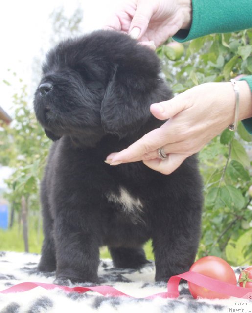 Фото: ньюфаундленд Бегущая по Волнам Харизма (Beguschaya po Volnam Harizma)