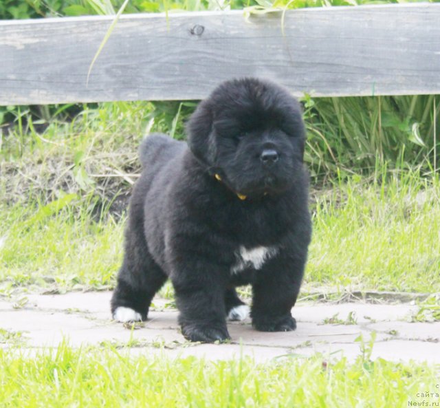 Фото: ньюфаундленд Бегущая по Волнам Харизма (Beguschaya po Volnam Harizma)