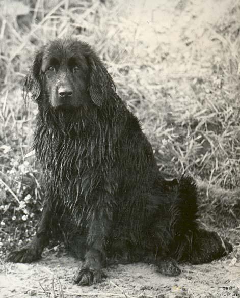 Фото: ньюфаундленд Кора Мар