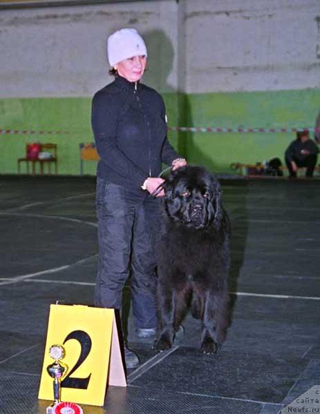 Фото: ньюфаундленд Ньюмаст Самсон (Nijumast Samson)