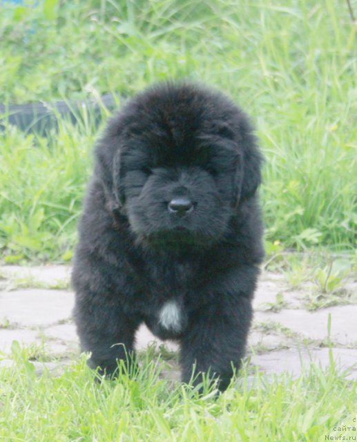 Фото: ньюфаундленд Бегущая по Волнам Харизма (Beguschaya po Volnam Harizma)