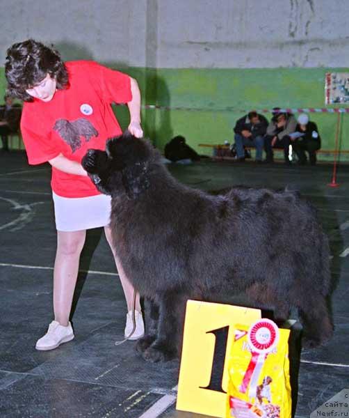 Фото: ньюфаундленд Его Высочество от Сибирского Медведя (Ego Vysochestvo ot Sibirskogo Medvedja)