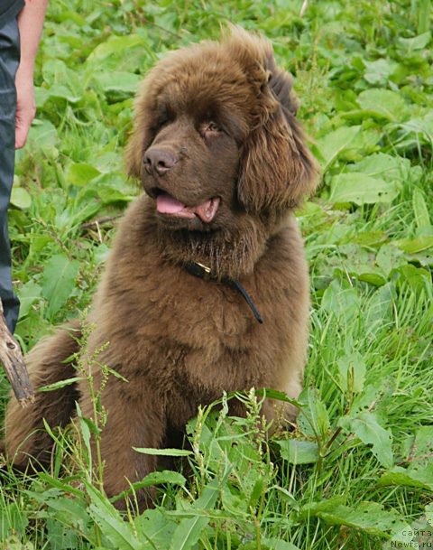 Фото: ньюфаундленд Хелло Ай Эм Царь с Берега Дона (Hello I am Czar s Berega Dona)