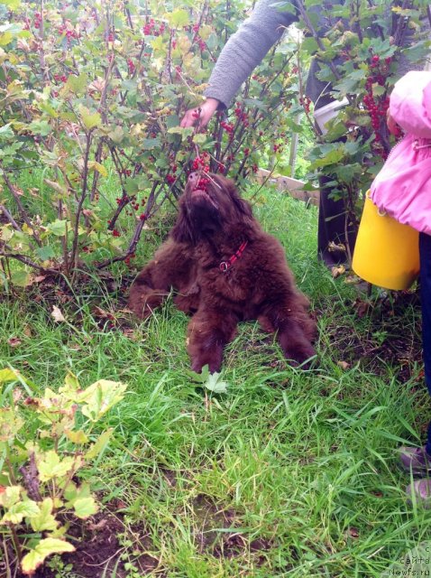 Фото: ньюфаундленд Хорунжий с Берега Дона (Horunzhy s Berega Dona)