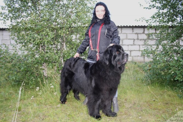 Фото: ньюфаундленд Глория Гранд Блек, и Юля