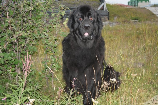 Фото: ньюфаундленд Глория Гранд Блек