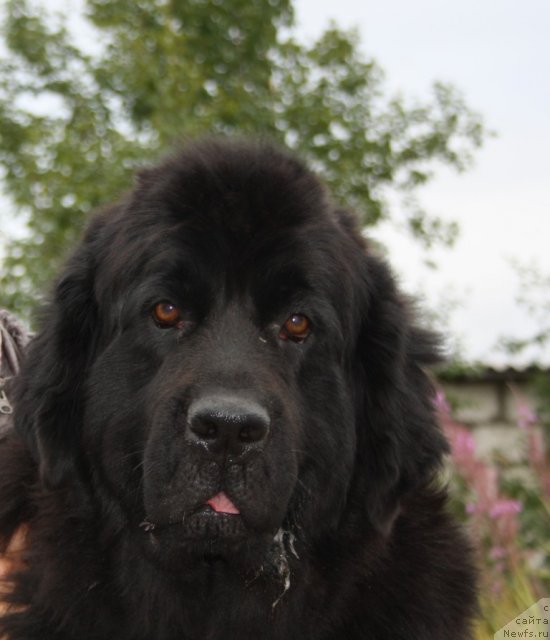 Фото: ньюфаундленд Глория Гранд Блек