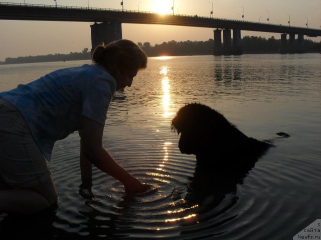 Фото: ньюфаундленд Дивная Ночь из Тихого Омута, Татьяна Пойдина