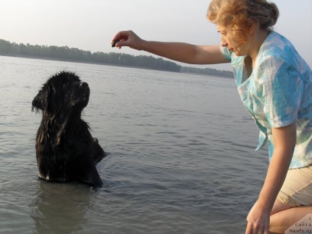Фото: ньюфаундленд Дивная Ночь из Тихого Омута, Татьяна Пойдина