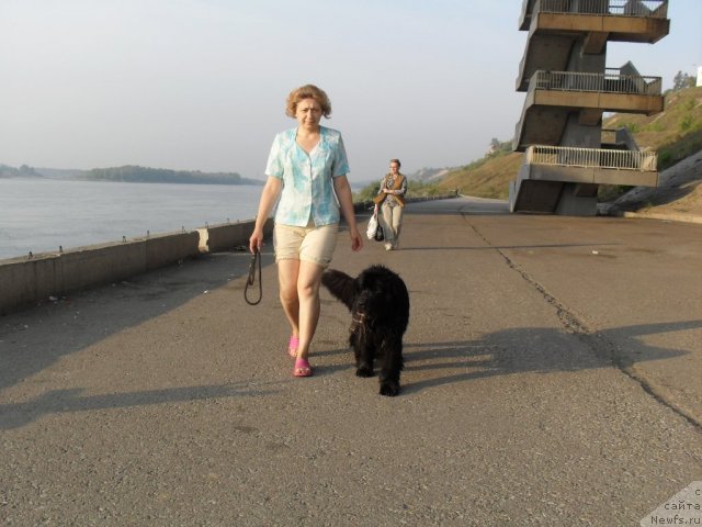 Фото: ньюфаундленд Дивная Ночь из Тихого Омута, Татьяна Пойдина